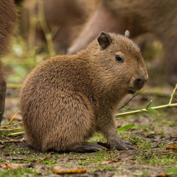 capybara-co-duoc-nuoi-o-viet-nam-khong