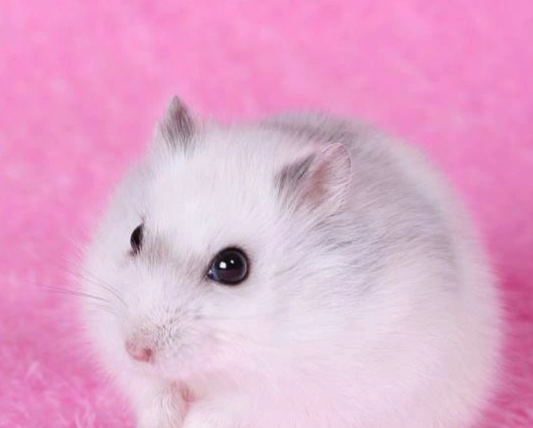 hamster-winter-white-de-bao-nhieu-con