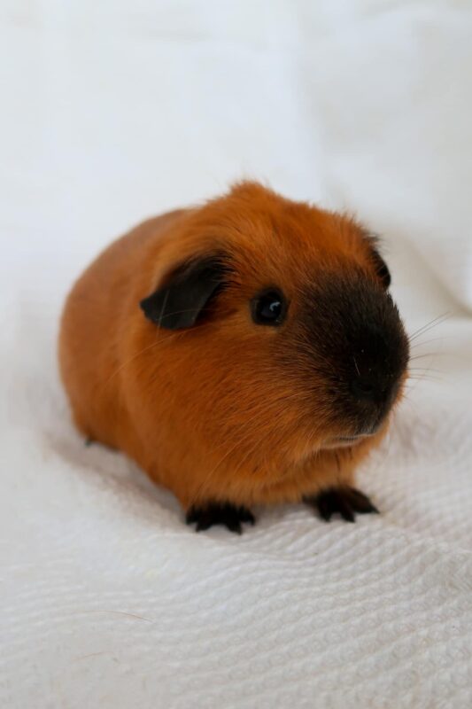 Chuột Lang Nhà Bao Nhiêu Tiền: Bảng Giá Và Phân Tích Chi Phí Nuôi Ban Đầu