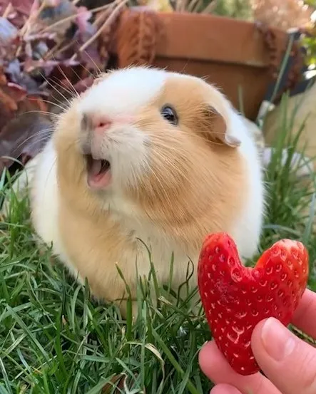 Chế độ dinh dưỡng cho các bé Chuột Lang (Bọ Ú) cần được đảm bảo cân bằng