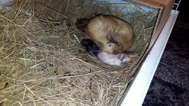 Chuột lang chết vì thiếu vitamin C và dinh dưỡng kém