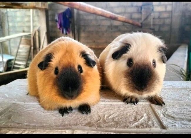 Chuột Lang Nhà Bao Nhiêu Tiền: Bảng Giá Và Phân Tích Chi Phí Nuôi Ban Đầu