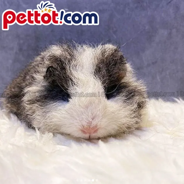 Hình ảnh một bé chuột lang tóc xoăn (Texel) đang được rao bán tại cửa hàng