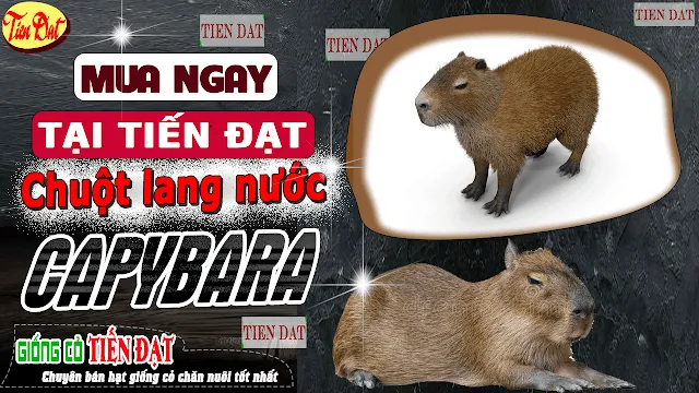 Cập nhật chi tiết về allintitle:chuột lang nước giá giống 2025