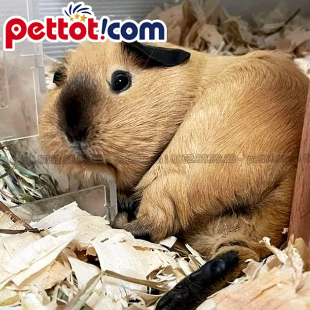 Tổng quan về chuột lang và cách chăm sóc