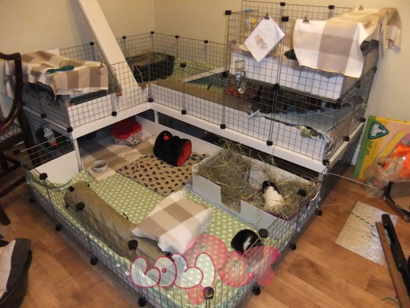 chuột Lang Nhà: Hướng Dẫn Toàn Diện Về Lồng Và Môi Trường Sống Lý Tưởng