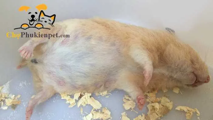 Chuột hamster mang thai bao lâu thì đẻ cần phụ thuộc vào giống loài