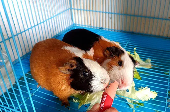 Chuột lang đang ăn cỏ, minh họa chế độ dinh dưỡng