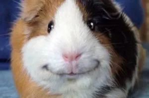 Chuột lang Peru nổi tiếng với bộ lông dài và dày