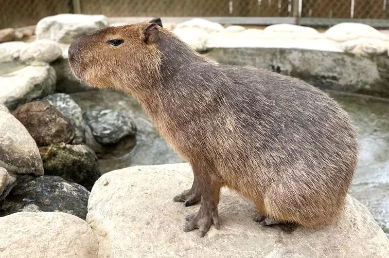 Giá chuột lang nước Capybara đang nuôi dưỡng tại Việt Nam