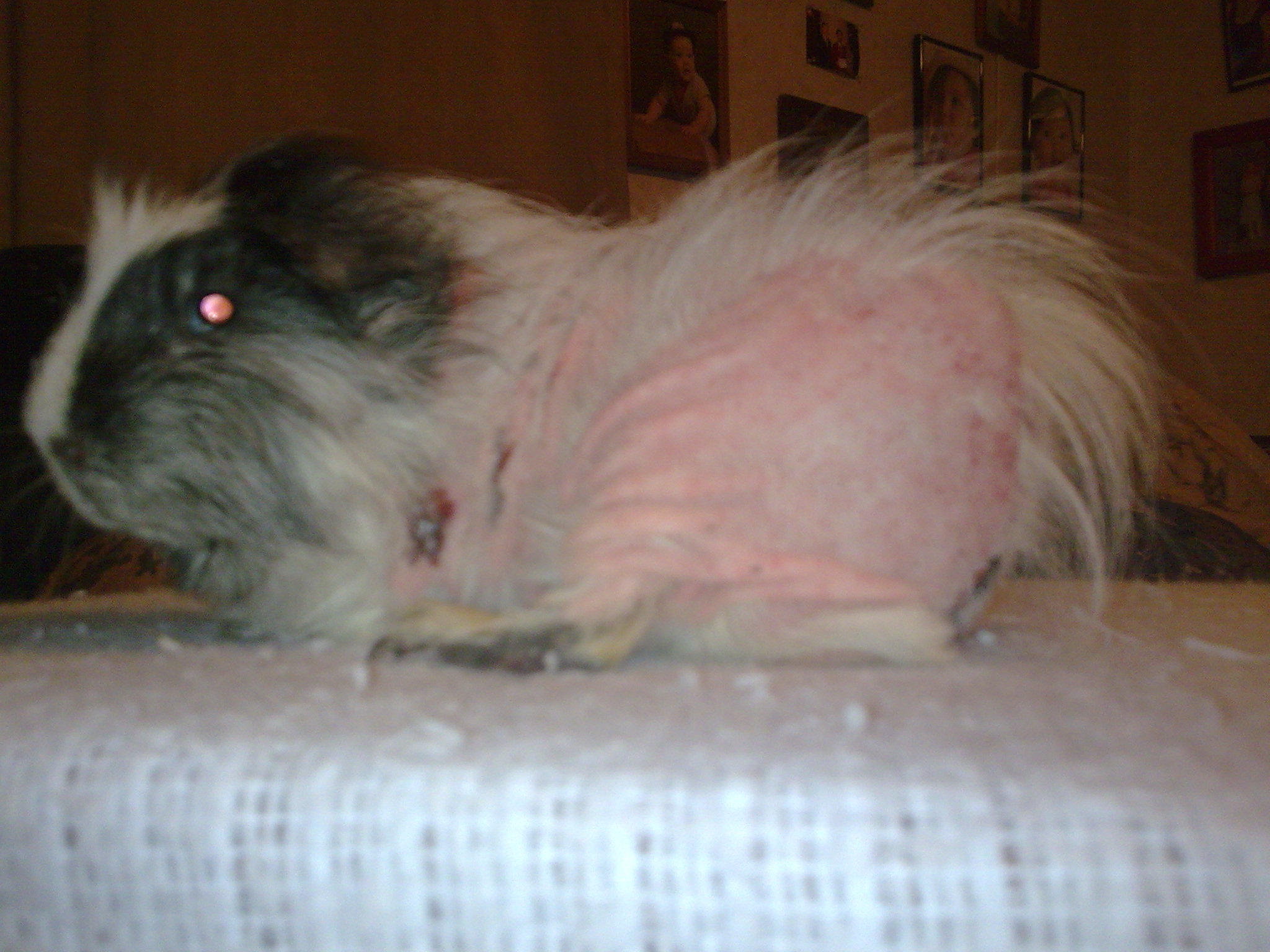 Chuột Lang Rụng Lông: Nguyên Nhân, Chẩn Đoán Và Điều Trị Chuyên Sâu