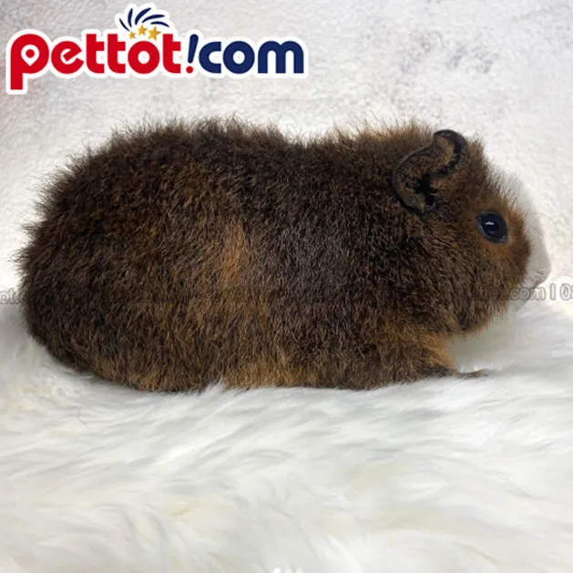 Chuột lang Teddy màu trắng có bộ lông xù, mềm mại, trông giống thú nhồi bông