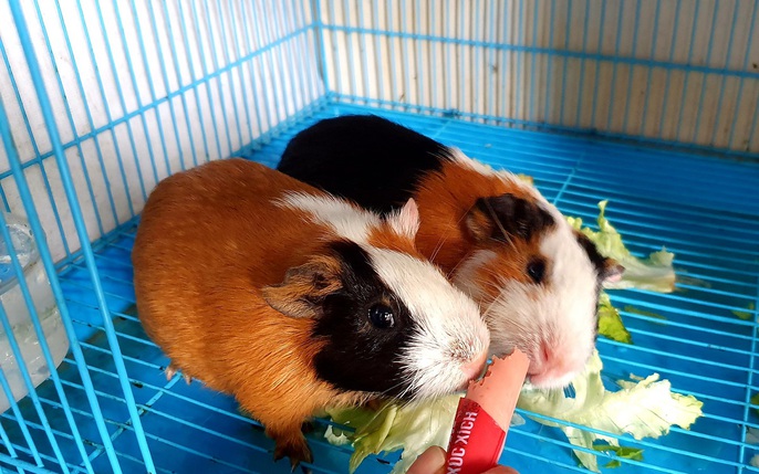 Hình Chuột Lang: Phân Tích Đặc Điểm Ngoại Hình Và Các Giống Chuột Lang