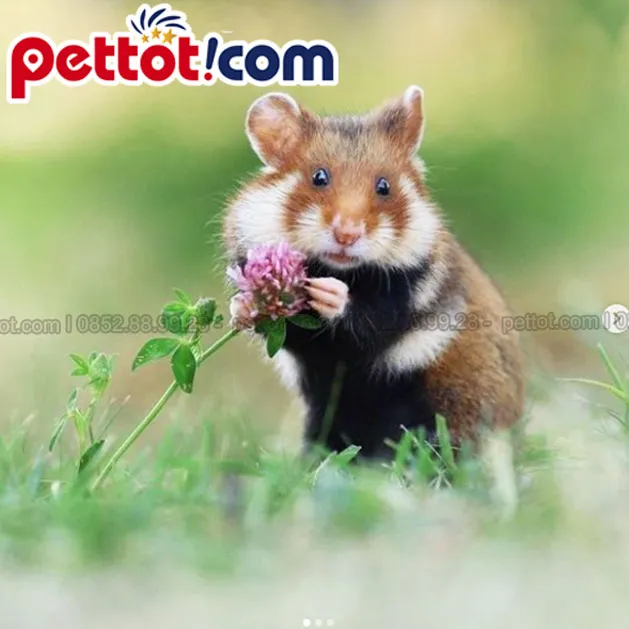 Đặc điểm sinh học của chuột Hamster: Một loài gặm nhấm nhỏ