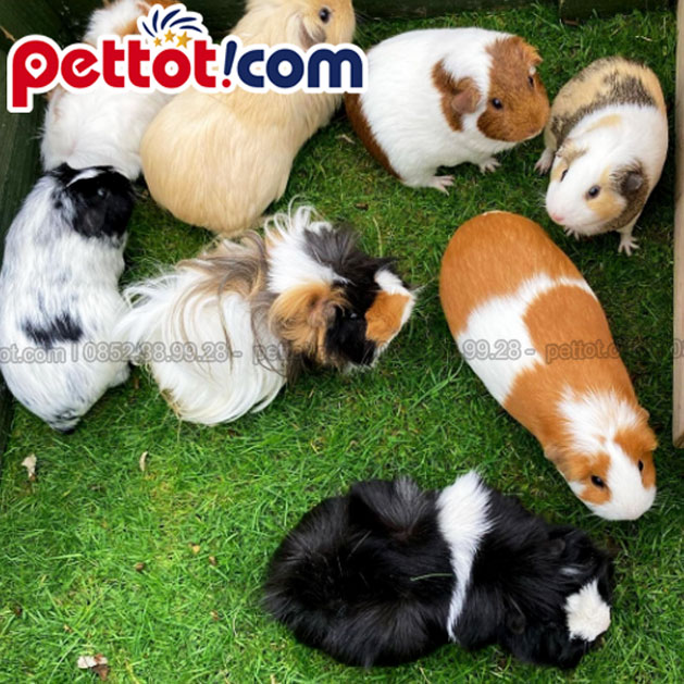 shop Chuột Lang Tiêu Chuẩn E-E-A-T Và Cẩm Nang Chăm Sóc Toàn Diện