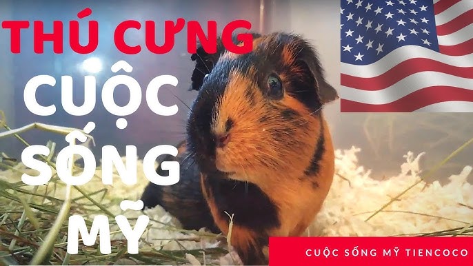 Chuột Lang HCM: Cẩm Nang Toàn Diện Về Lựa Chọn Và Chăm Sóc