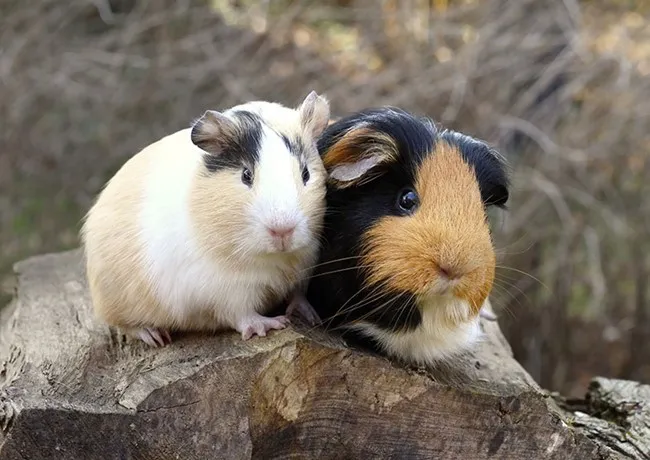 Chuột lang đang gặm cỏ, thể hiện nguồn gốc từ vùng có thảm thực vật phong phú