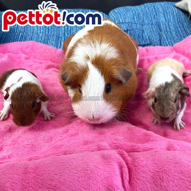 Chuột Lang Kêu Nhiều: Giải Mã Từng Tiếng Kêu Và Cách Xử Lý Chính Xác