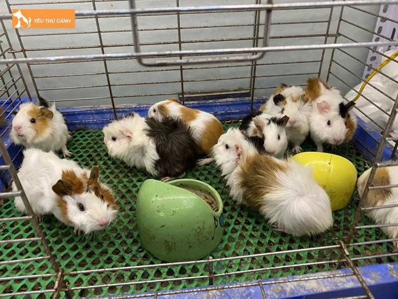 Lolipet là shop chuột lang Hà Nội uy tín, cung cấp nhiều giống bọ ú khỏe mạnh