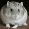 Hamster winter white màu hiếm​