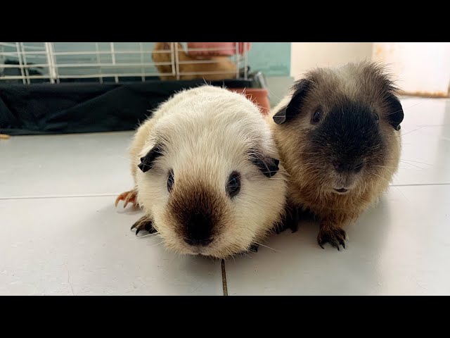 Kinh Nghiệm Nuôi Chuột Lang Chuẩn E-E-A-T Cho Người Mới