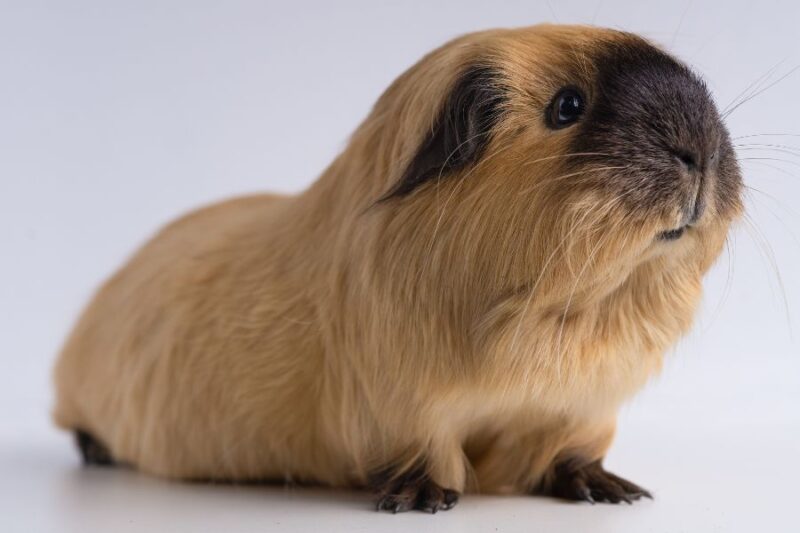 Chuột Lang Nhà Bao Nhiêu Tiền: Bảng Giá Và Phân Tích Chi Phí Nuôi Ban Đầu