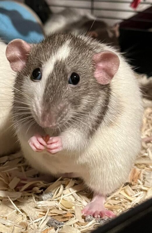 Chuột Hamster Ăn Gì Sẽ Chết? Cẩm Nang Chi Tiết Về Thức Ăn Cấm Tuyệt Đối